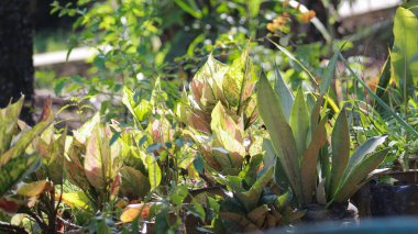 Doğal güneş ışığıyla aydınlanan yeşil ve pembe yapraklı canlı Aglaonema bitkilerinin yakın çekimi