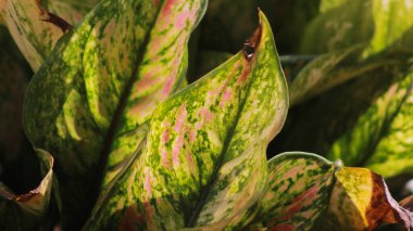 Doğal güneş ışığıyla aydınlanan yeşil ve pembe yapraklı canlı Aglaonema bitkilerinin yakın çekimi
