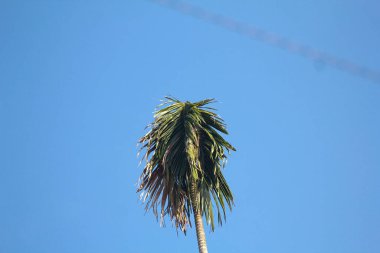 Uzun, sarkık yaprakları olan uzun bir palmiye ağacı güneşli bir günde masmavi bir gökyüzüne karşı duruyor.