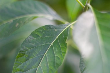 Doğal Damarlı Yeşil Yaprak Makro ve Yumuşak Hafif