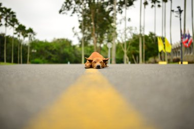 Güzel kızıl saçlı köpek Wat Yan Tayland, Macera, tatil, tatil