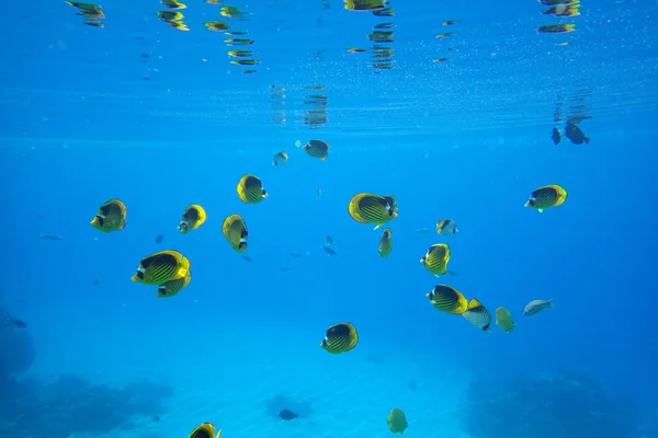 Pack of yellow small fishes over a coral
