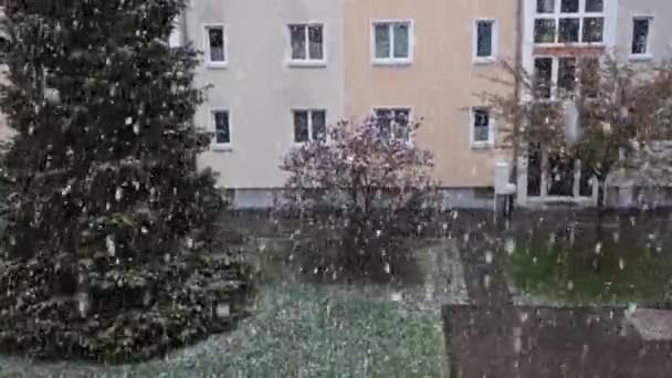 Neve in aprile cade sulla magnolia in fiore — Video Stock