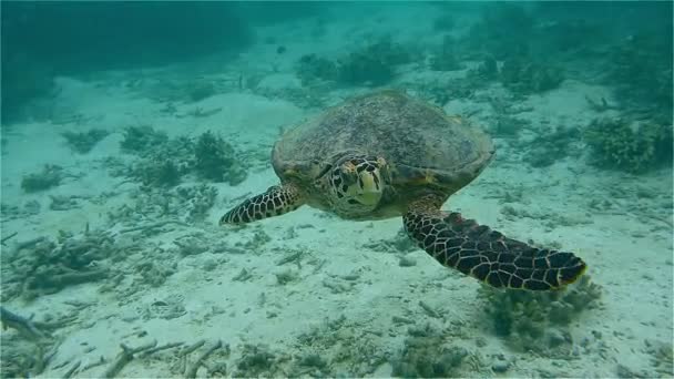 Tortue flottante et récif corallien — Video