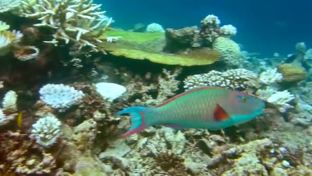 Fish parrot in a coral garden — Stock Video