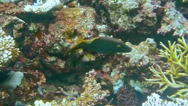 Ikan tropis mengapung di taman karang, lanskap samudera — Stok Video