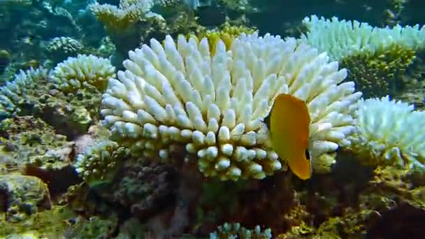 Farfalla di pesce corallo giallo — Video Stock