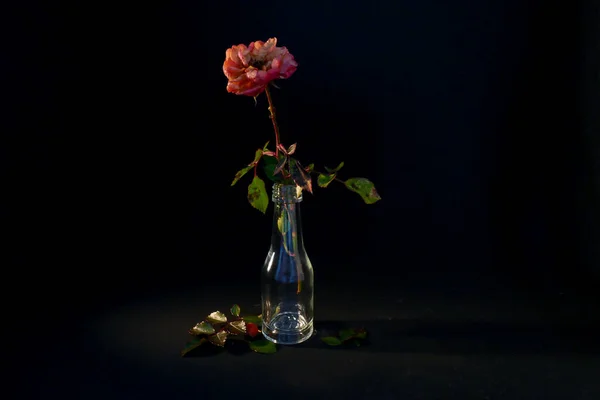 Siyah Vazoda Makrofoto Çiçekleri — Stok fotoğraf