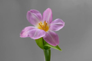 İzole edilmiş cam bir şişede pembe lale çiçekleri. 