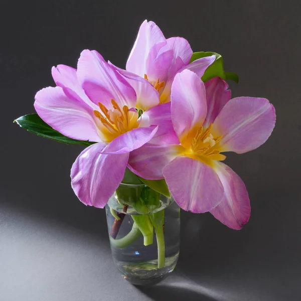 Koyu arkaplanda taze pembe laleler