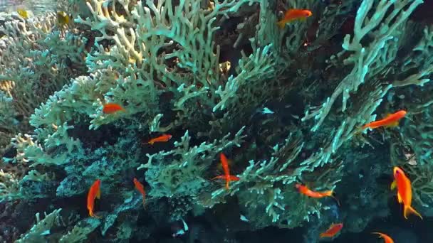 Kolorowe Korale Ryby Nad Rafą Koralową — Wideo stockowe