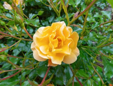  Bahçedeki yeşil bir çalılığın arka planında tomurcukları olan gül..