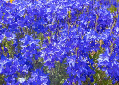 Yazın güzel lavanta çiçeği