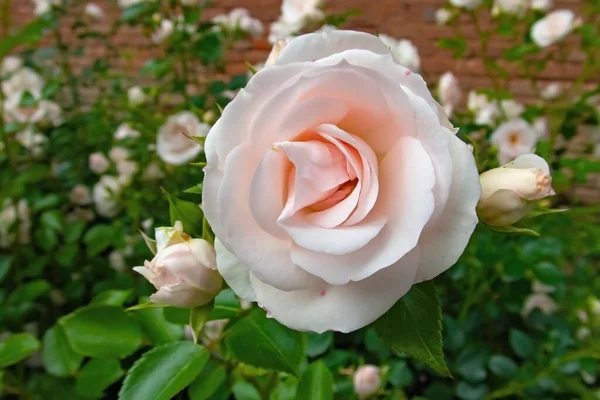 Bahçedeki yeşil çalıların arka planında tomurcukları olan pembe güller..