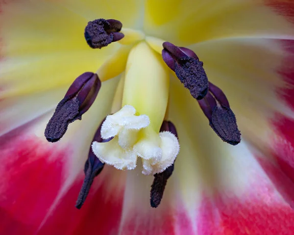 Bir lalenin macro fotoğrafı, bir tokmak ve kekemeliğiyle.