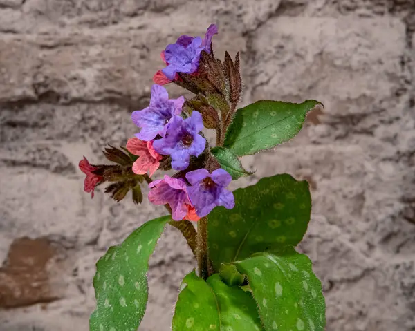 Yeşil yapraklı mavi çiçek, yaz bahçesinde.