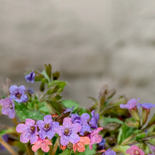 Yeşil yapraklı mavi çiçek, yaz bahçesinde.
