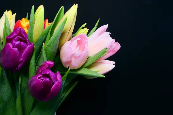 Tulipani Rosa Freschi Sfondo Nero Foto Stock Royalty Free