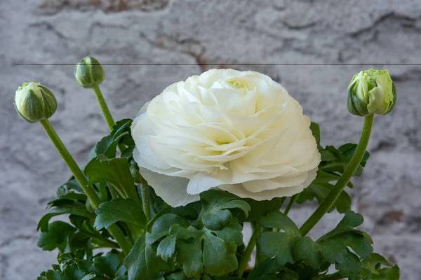 Tavaszi Virágok Csokor Fehér Ranunculus Virág — Stock Fotó