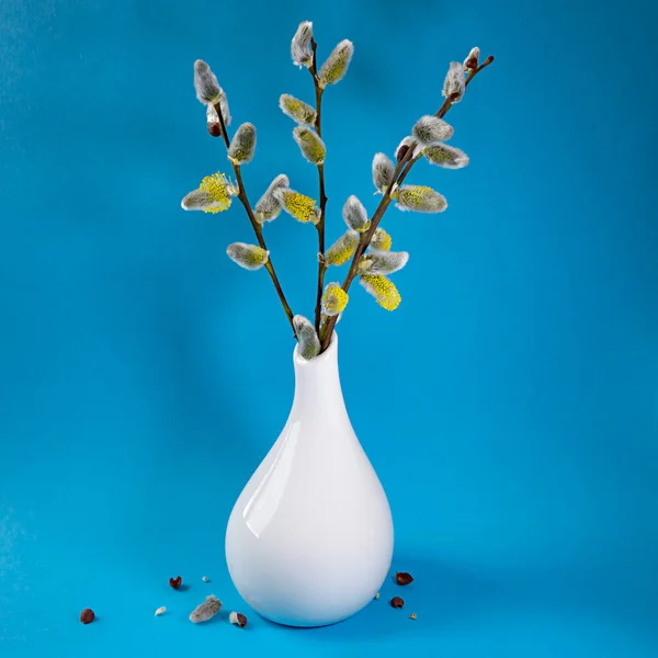 Spring close-up pussy willow on a blue background