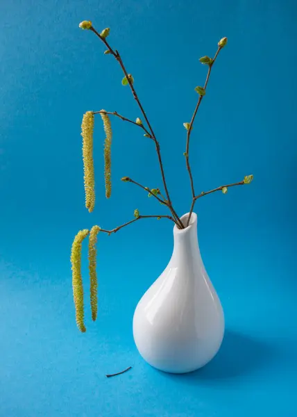 Mavi arka planda taze kedi derisi ve yaprakları olan huş dalları