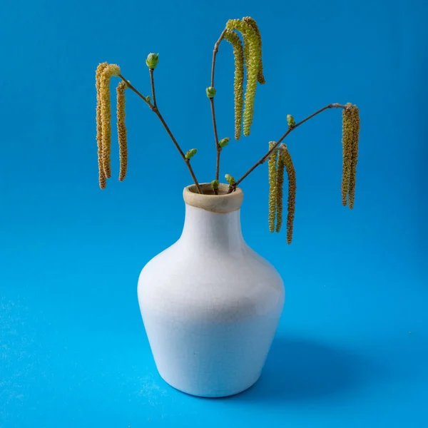 Mavi arka planda taze kedi derisi ve yaprakları olan huş dalları