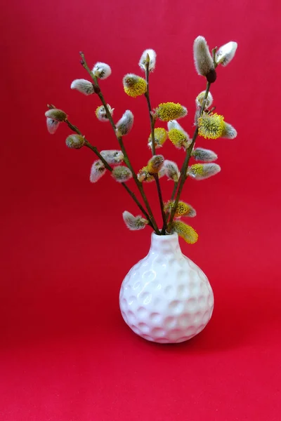 Spring close-up pussy willow on a red background
