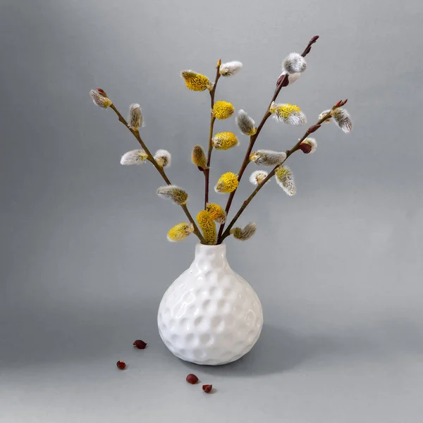 Spring close-up pussy willow 