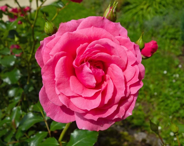 Doğada güzel taze güller. Doğal arkaplan