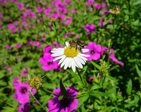 Yaz bahçesindeki papatya çiçeğinin üzerindeki arı.
