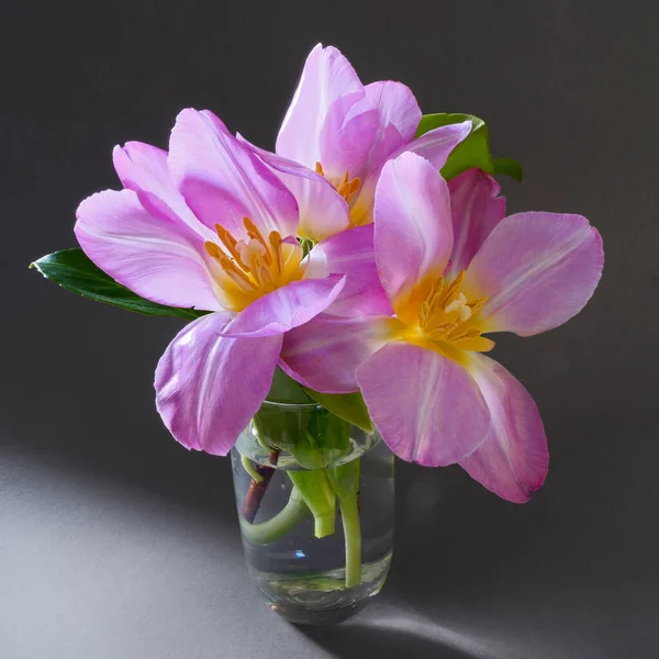 Bir lalenin macro fotoğrafı, bir tokmak ve kekemeliğiyle.