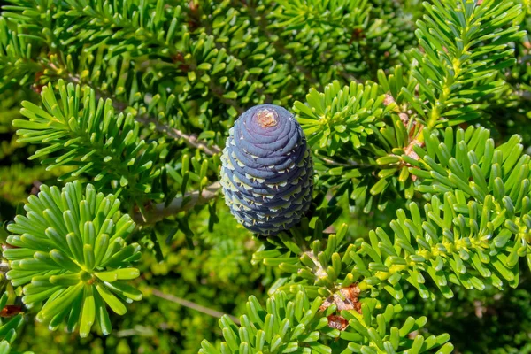 Çam kozalaklarına yakın