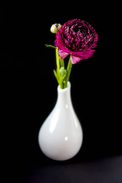 Vazoda Pembe Ranunculus Çiçekleri — Stok fotoğraf