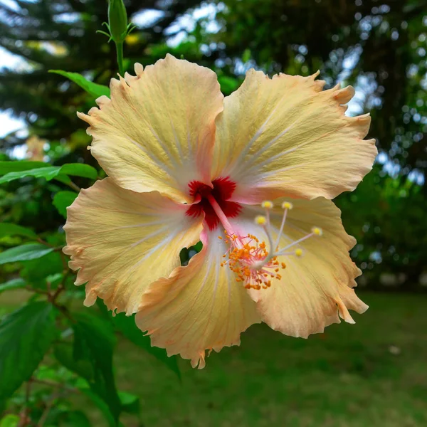 Maldivler adasında büyük sarı tropikal çiçek