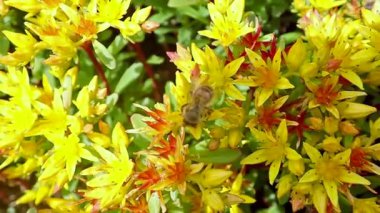 Sarı çiçek ve arı yaz bahçesinde