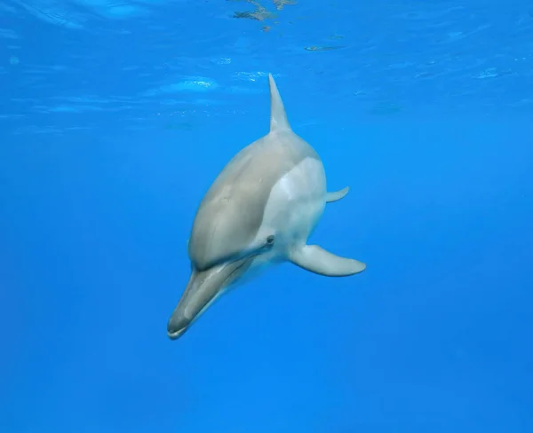 Underwater World Dolphin Floats Sea Dolphins Have Come Communicate People — Stock Photo, Image