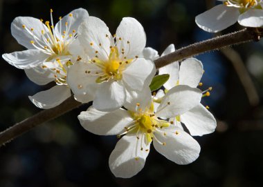 Bahar çiçekleri ve tomurcukları olan bir dalın makrofotoğrafçılığı