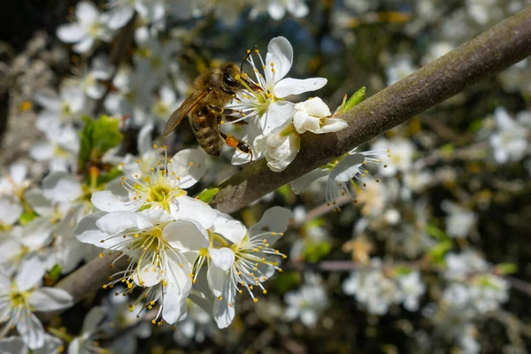 Bahar çiçekleriyle dolu bir dalın makrofotoğrafçılığı. Beyaz çiçekler ve bir arıyla bütçe.
