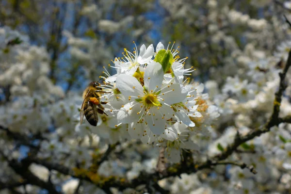 Macrophotographie Une Branche Avec Des Fleurs Blanches Printanières Fond Bourgeon — Photo