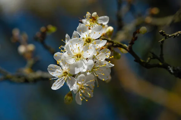 Bahar çiçekleri ve tomurcukları olan bir dalın makrofotoğrafçılığı