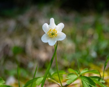 Ormanda beyaz bahar çiçekleri