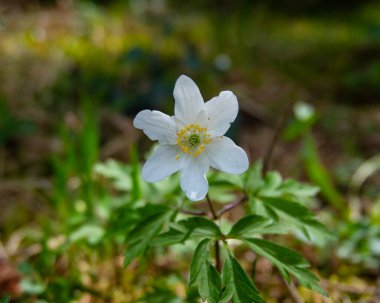Ormanda beyaz bahar çiçekleri