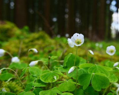 Ormanda beyaz bahar çiçekleri
