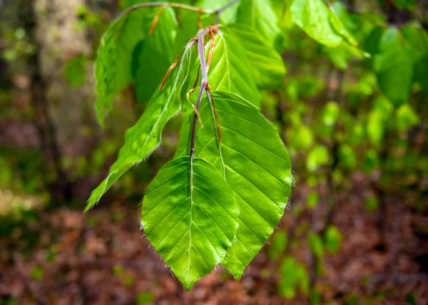 Parkta yeşil ağaçlar ve güneş ışığı
