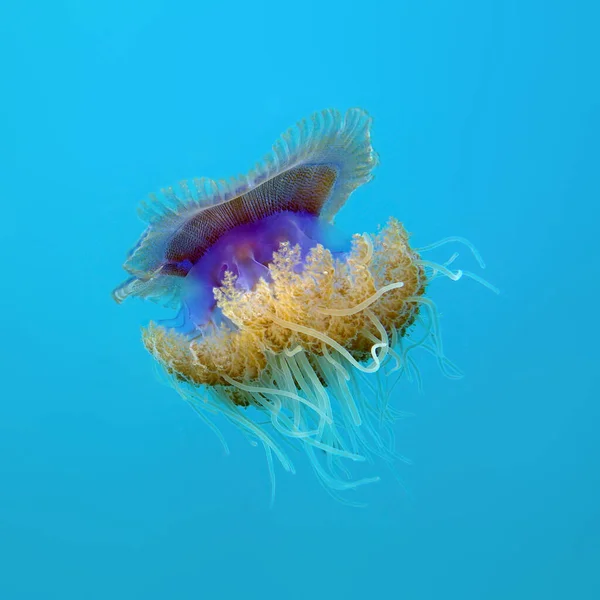 Podmořský Svět Krásné Medúzy Plave Moři — Stock fotografie