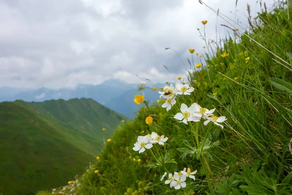 Alps Mountain Top Summer Green Vegetation Flowers — Stock Photo, Image