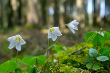 Bir bahar beyaz çiçeklerinin makrofotoğrafçılığı ahşap arka plan
