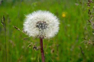 Yaz bahçesindeki çimlerde karahindibalar
