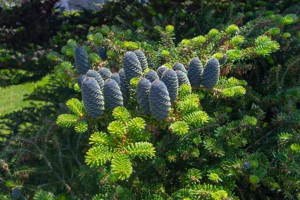 Kerstboom Met Kegels Zomertuin — Stockfoto