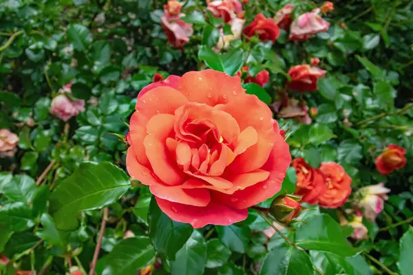 Yaz bahçesinde yükseldi